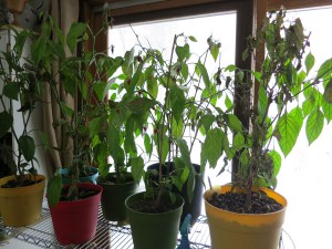 peppers-02182014