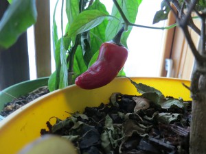 peppers-02182014b