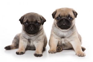 Pug puppies on white background